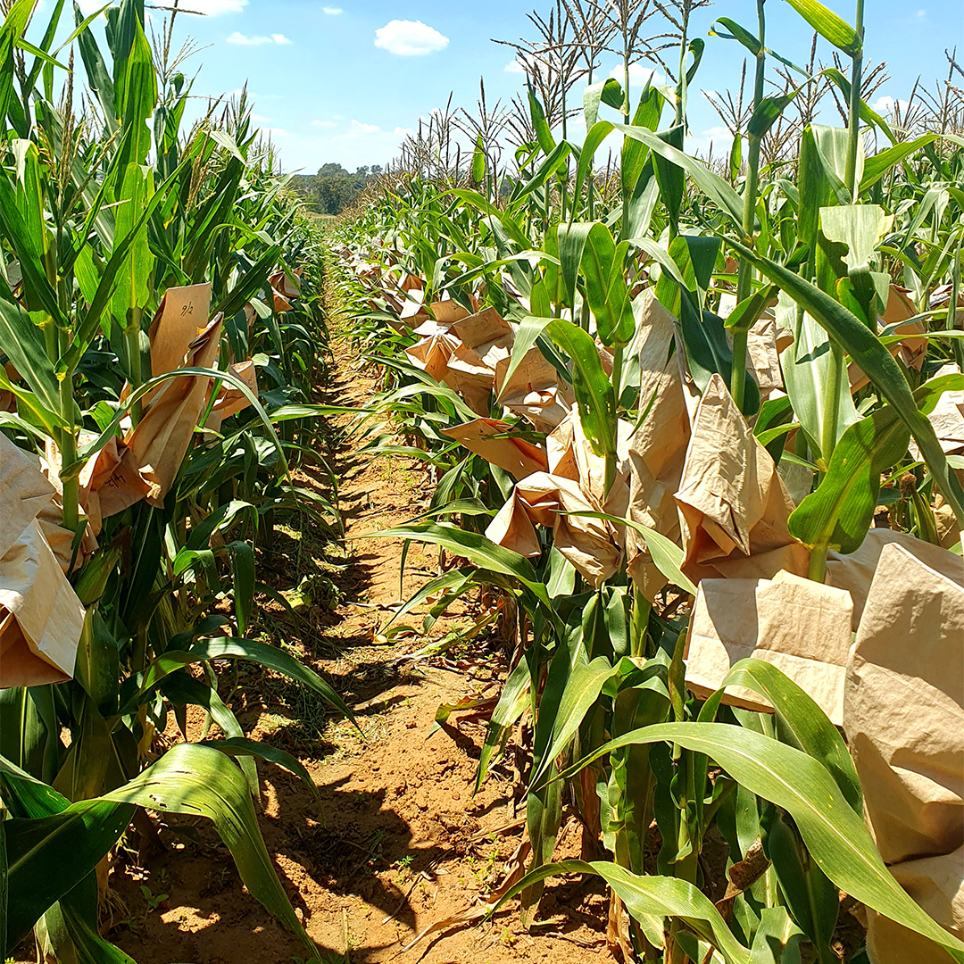 DeltaSaad_1080x1080_002