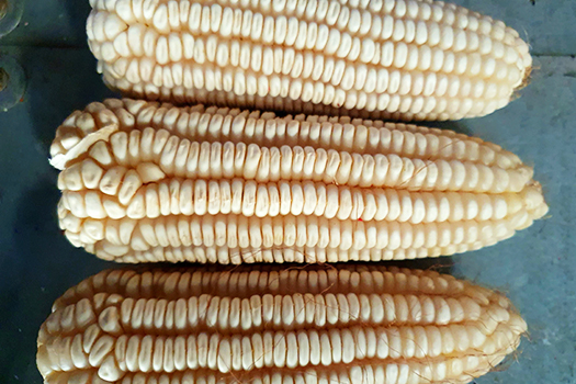 DE 303_white_maize